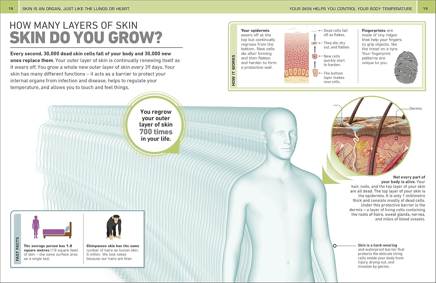 It Can't Be True! Human Body!: 1,000 Amazing Facts About You