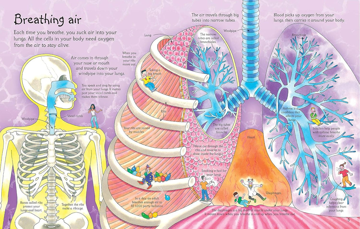 See Inside Your Body: An Interactive Flap Book About Anatomy and Organs for Curious Children (Ages 6-9)
