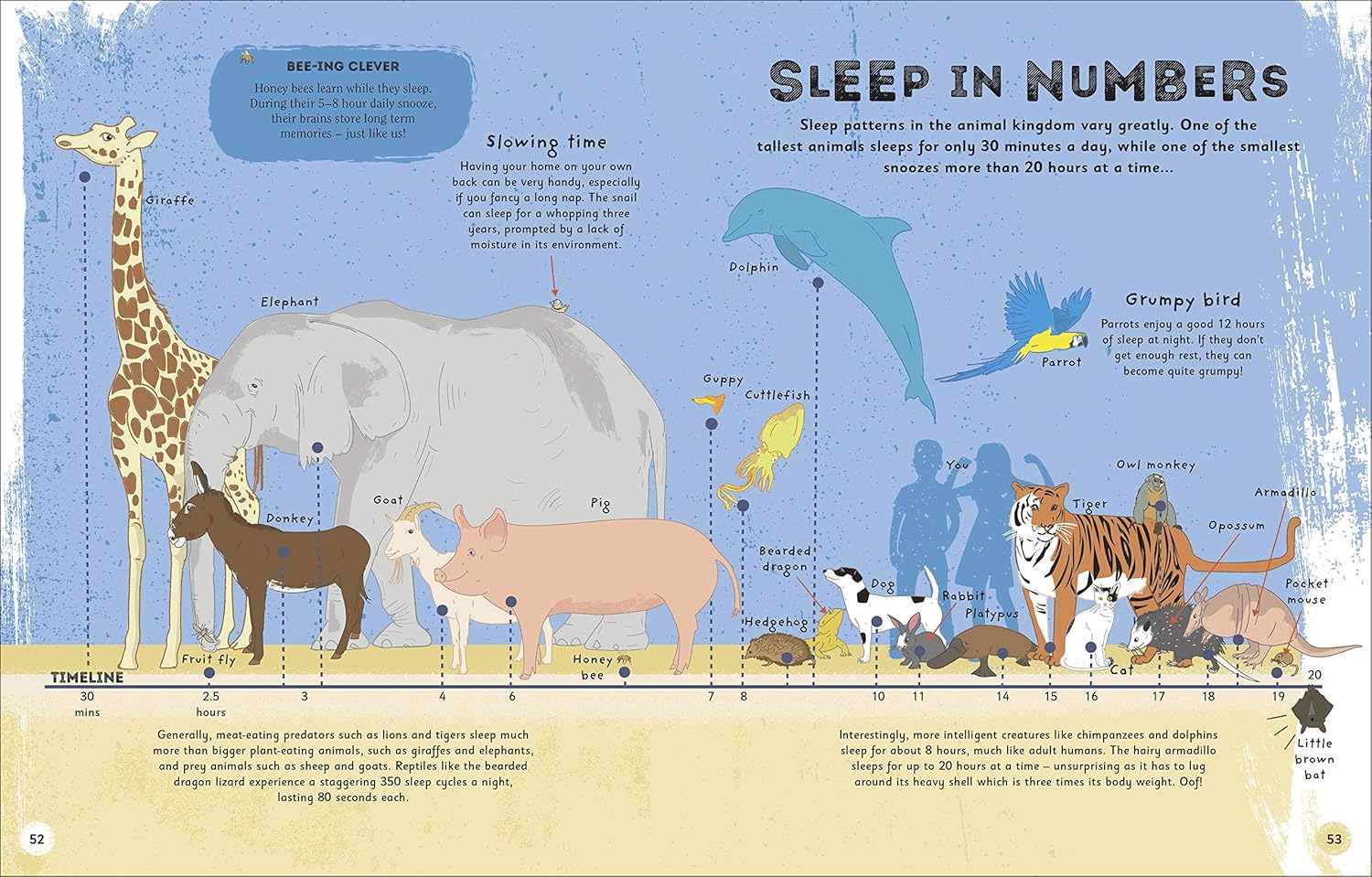 The Magic of Sleep: A fascinating guide to the world of slumber