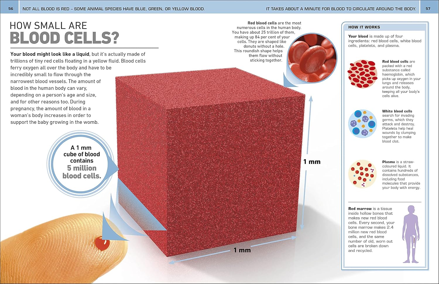 It Can't Be True! Human Body!: 1,000 Amazing Facts About You