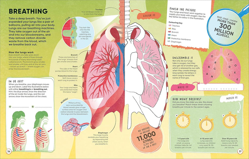 Human Body: Over 100 Brain-Boosting Activities that Make Learning Easy and Fun (DK Active Learning)