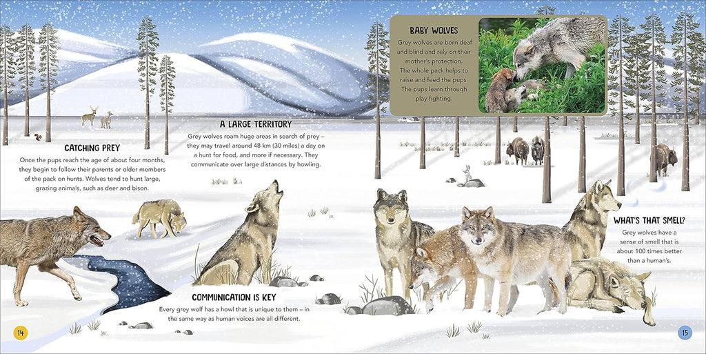 Animal Teams: How Amazing Animals Work Together in the Wild