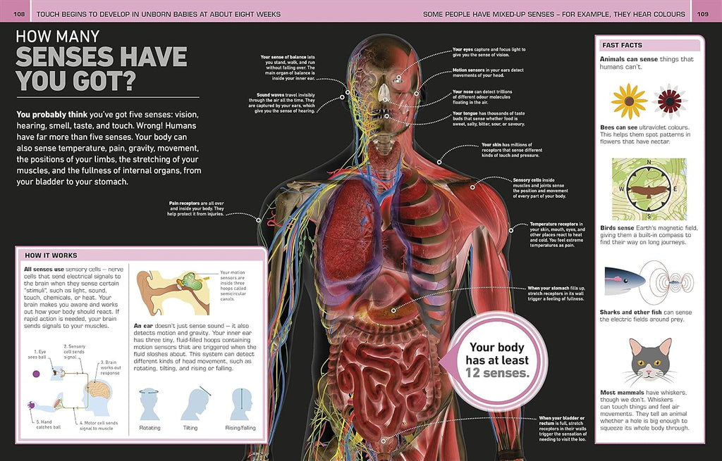 It Can't Be True! Human Body!: 1,000 Amazing Facts About You
