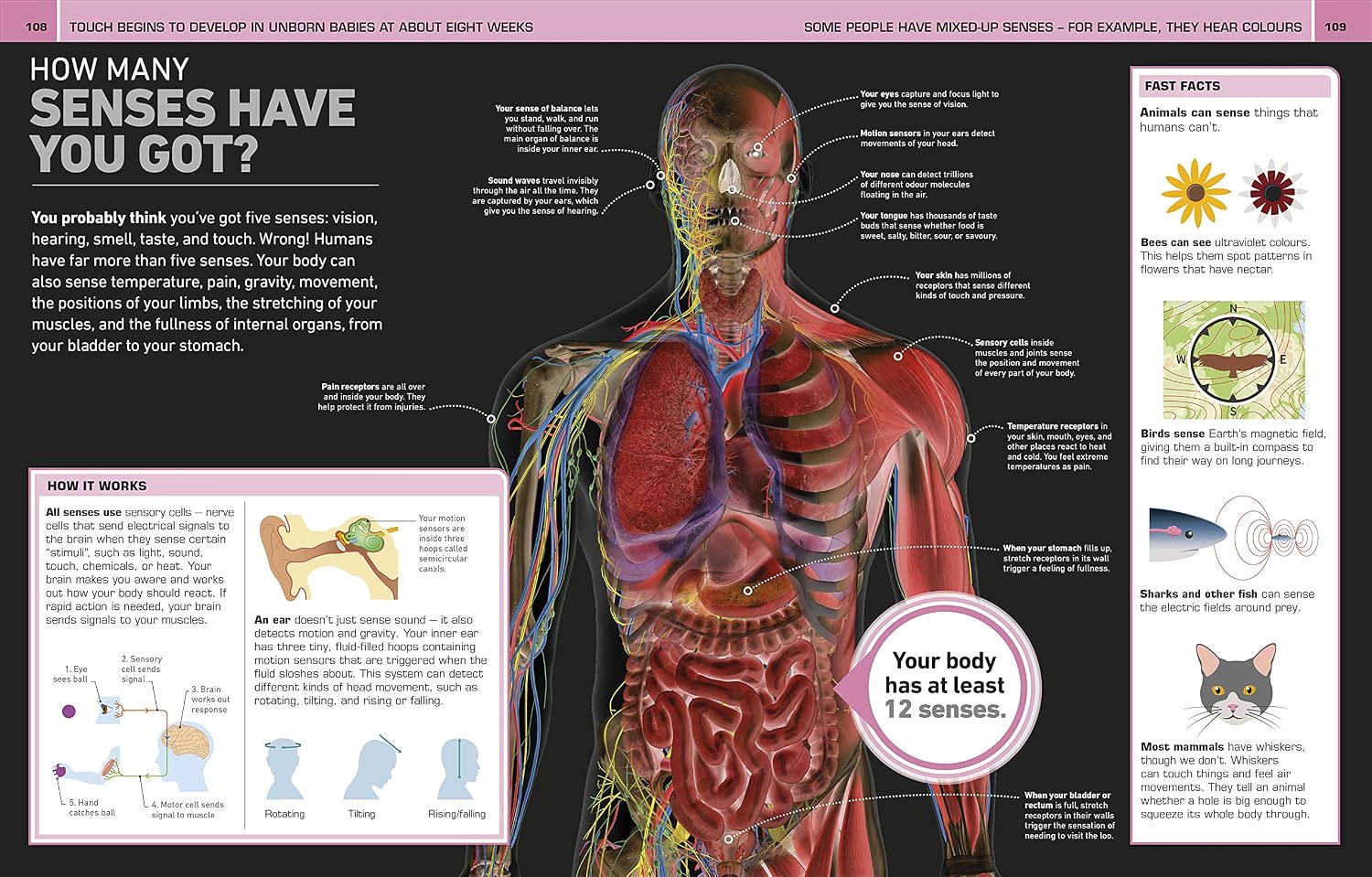 It Can't Be True! Human Body!: 1,000 Amazing Facts About You