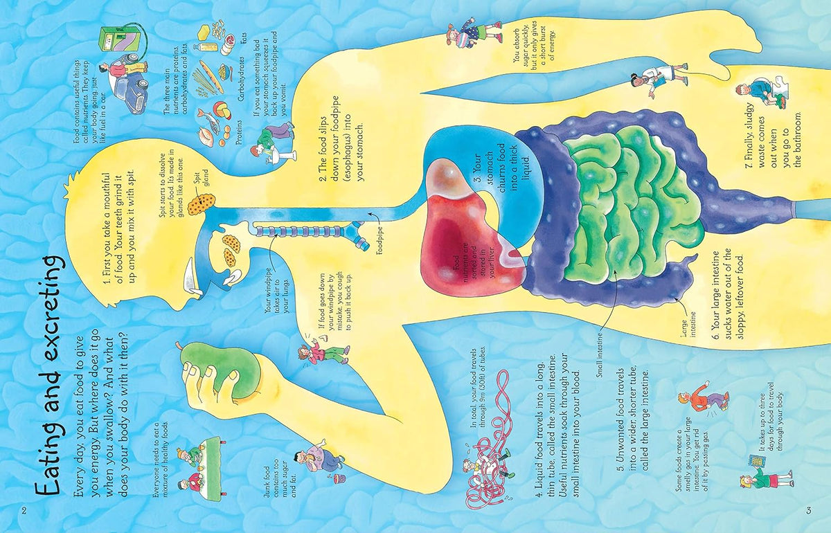 See Inside Your Body: An Interactive Flap Book About Anatomy and Organs for Curious Children (Ages 6-9)